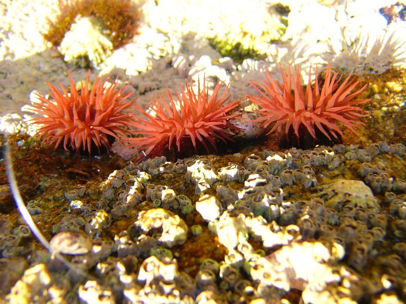 Anemonas en las Cies 02