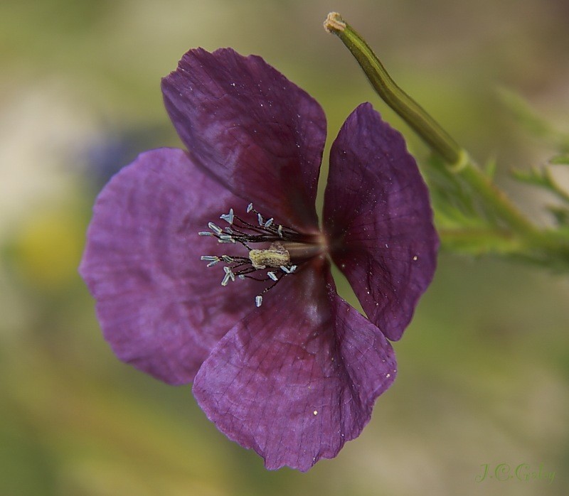 Morado intenso