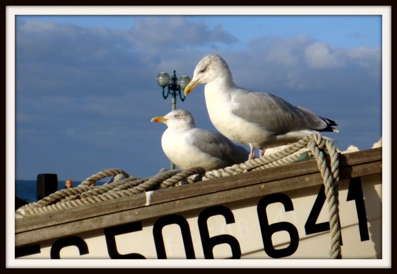 Gaviotas