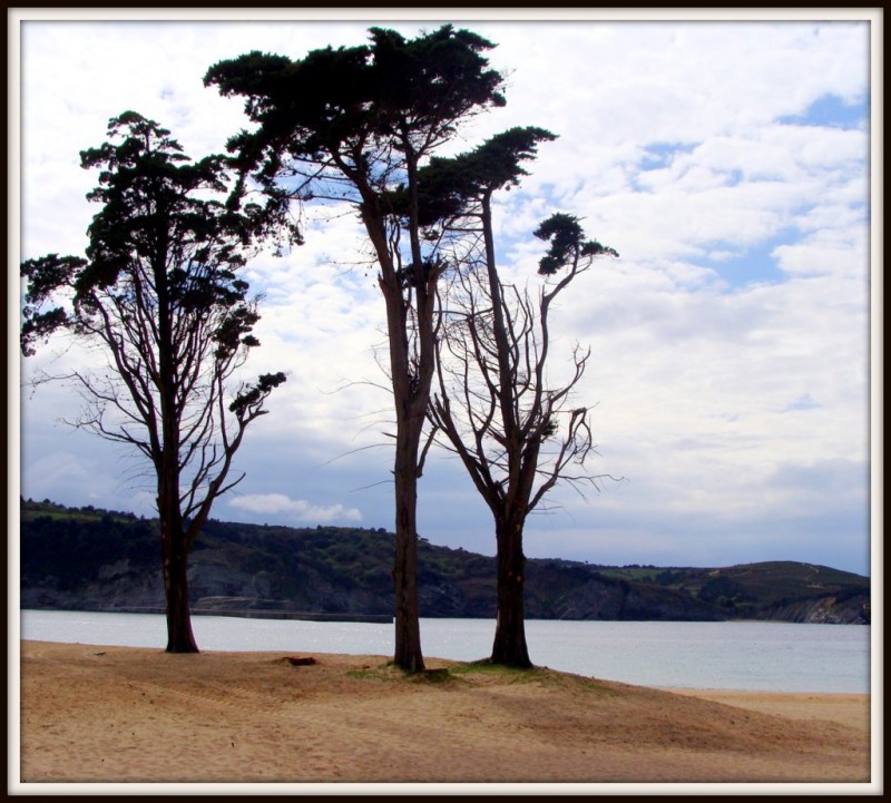 Silueta de tres arboles en Astondo