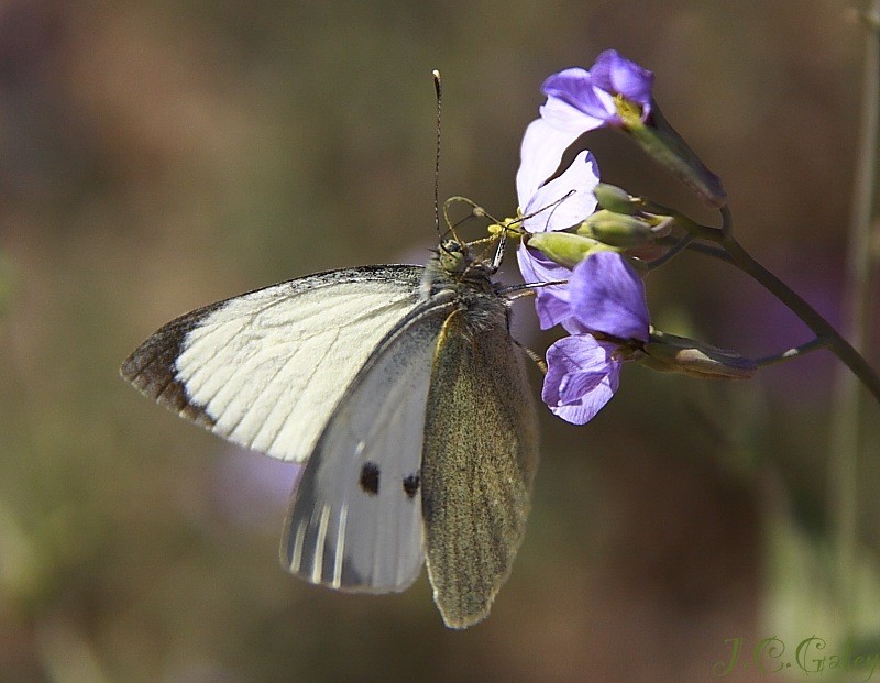 Pieris