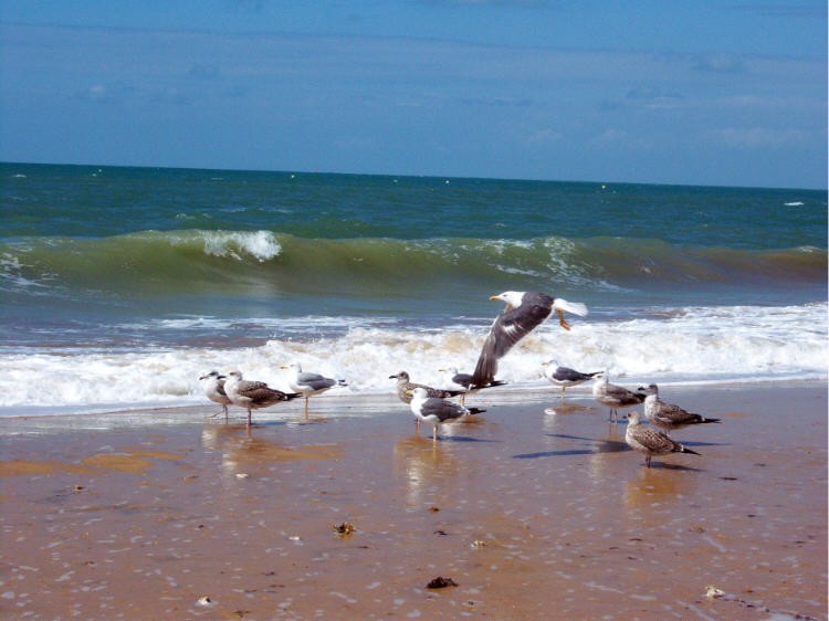 Gaviotas