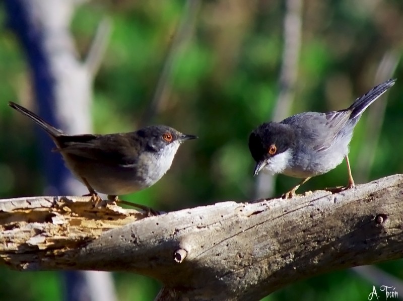 Pareja de currucas