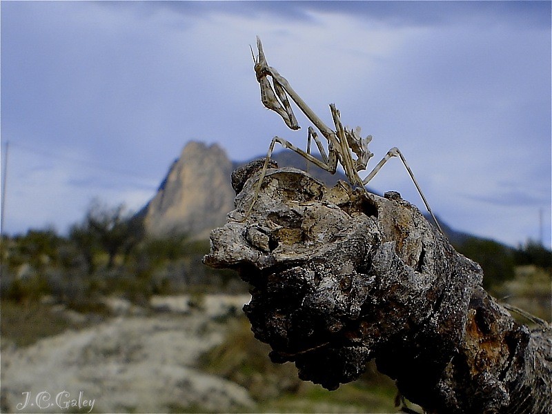 Empusa frente al puig