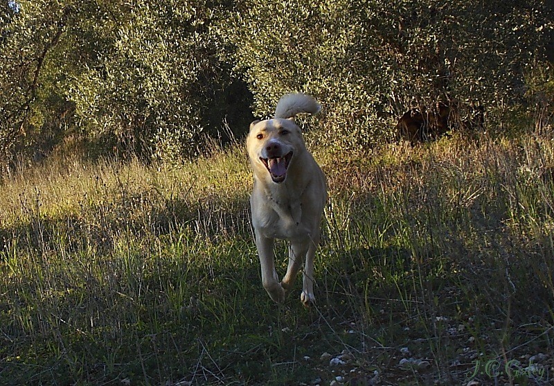 A por el camara