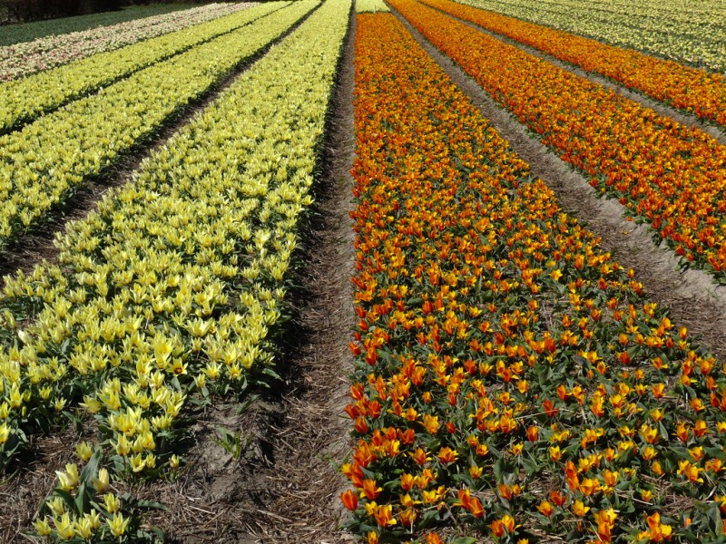 tulipanes, narcisos y jacintos