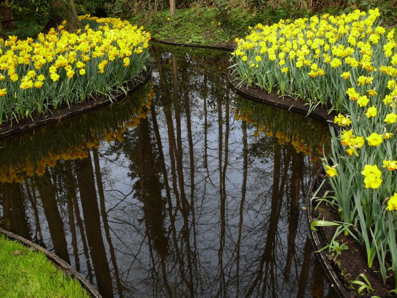 reflejos florales