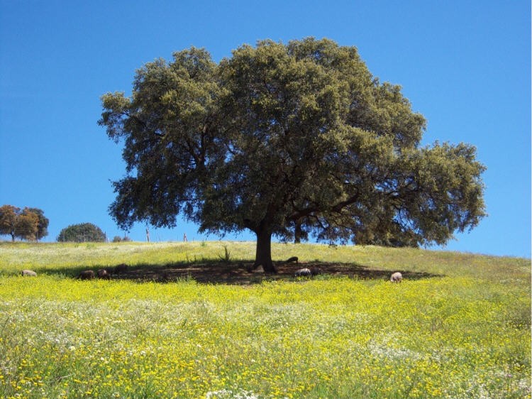 Cerdos bajo la encina