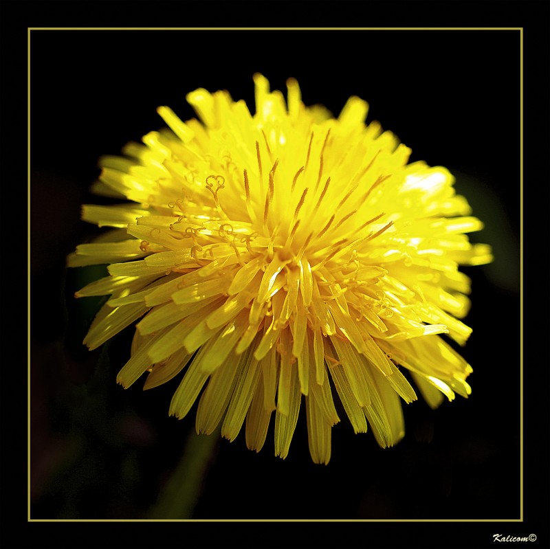 Colores encontrados: amarillo