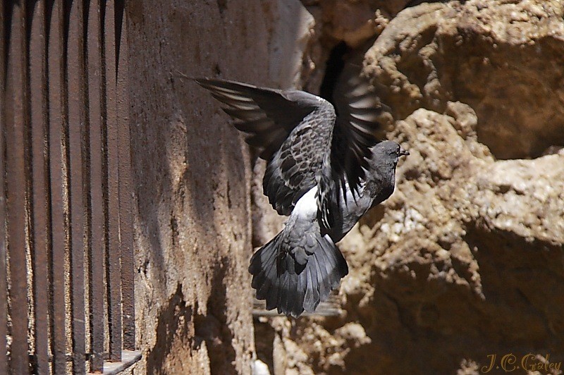 paloma domestica