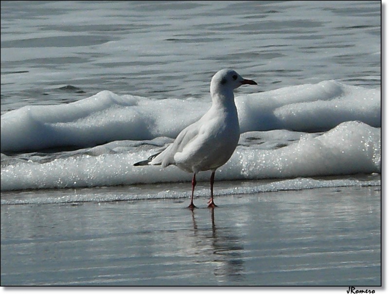 Gaviota