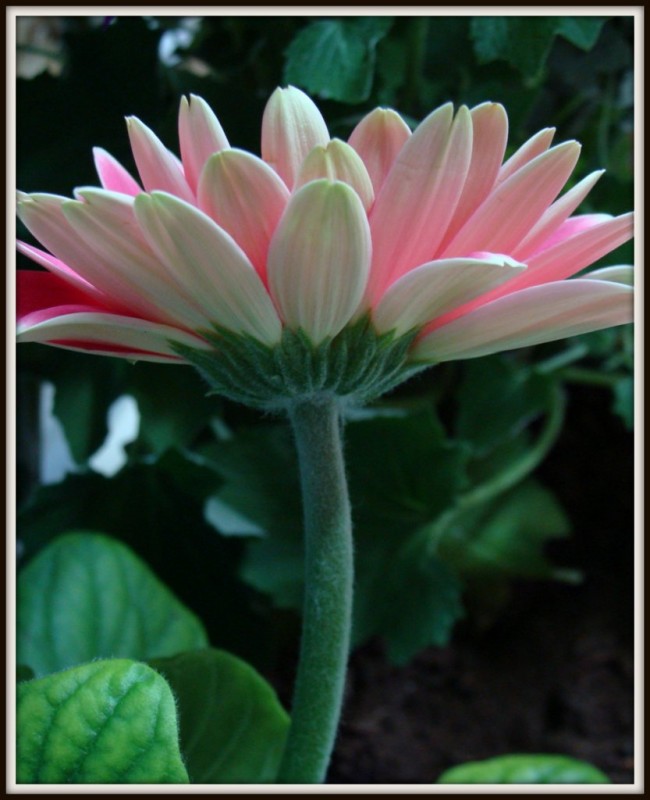 Gerbera