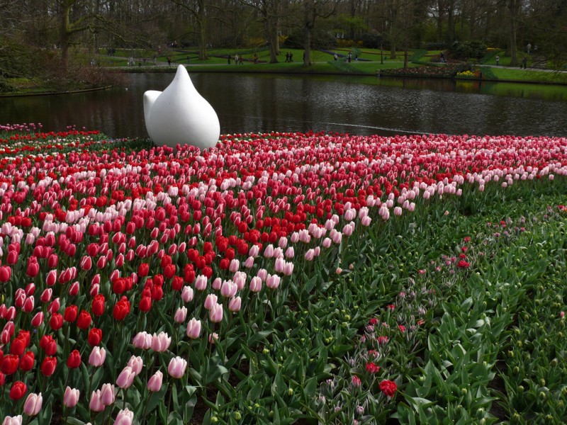 tulipanes en flor