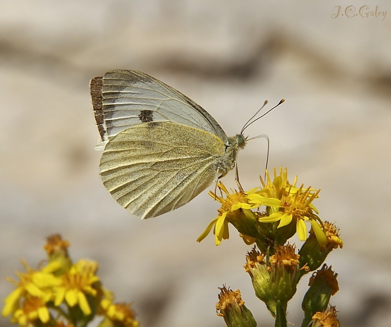 otra pieris