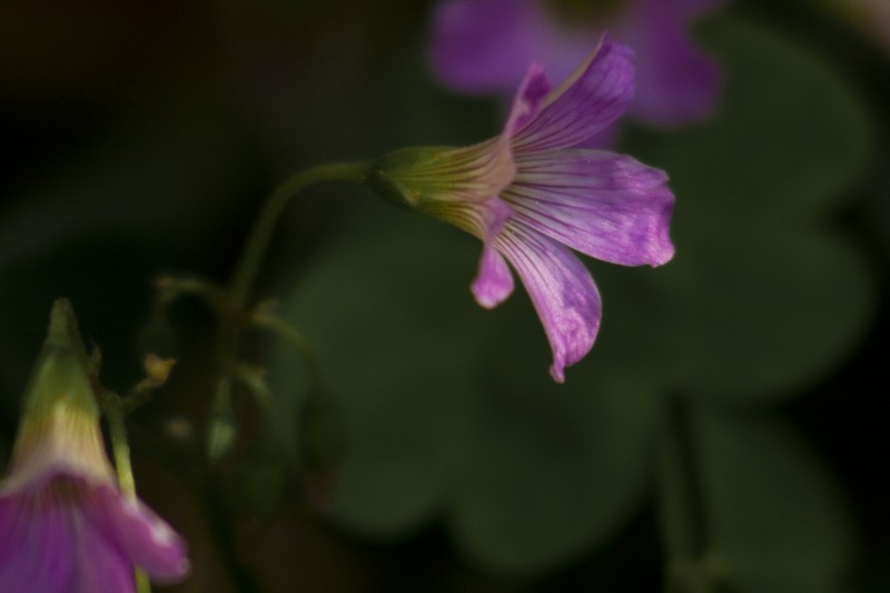 FLOR DE TREBOL