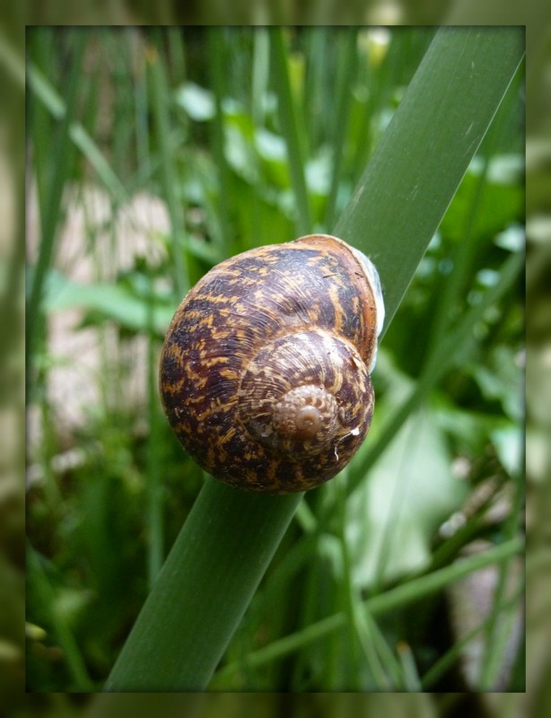 La concha del caracol