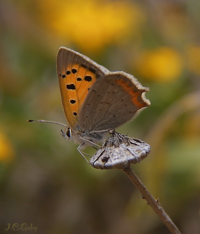 Lycaena phlaeas