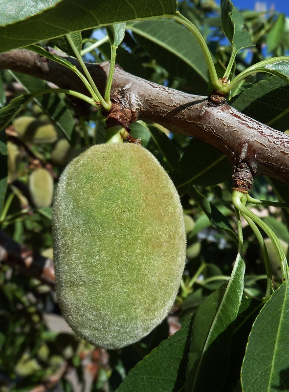 Almendro mayo 12 02