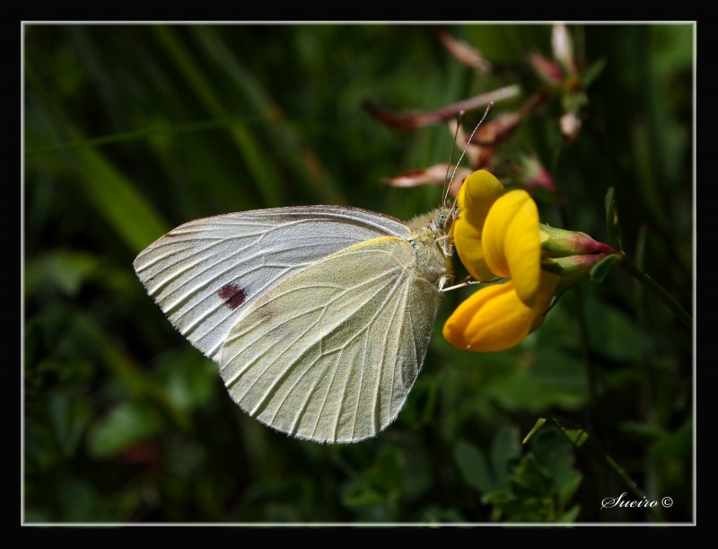 tiempo de mariposas