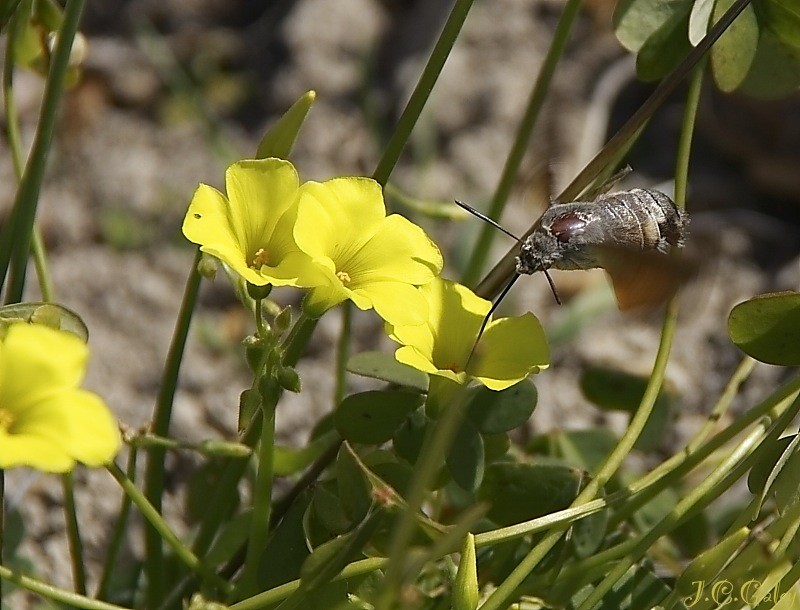 Esfinge colibri