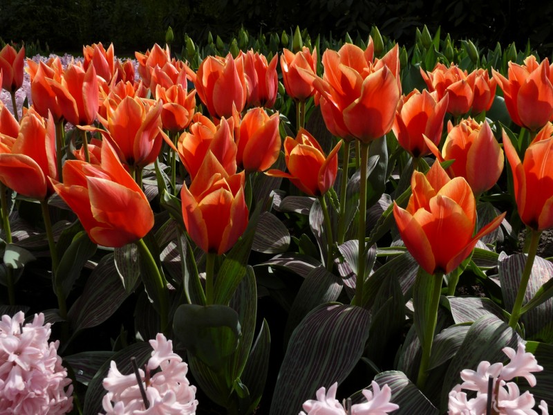 tulipanes rojos