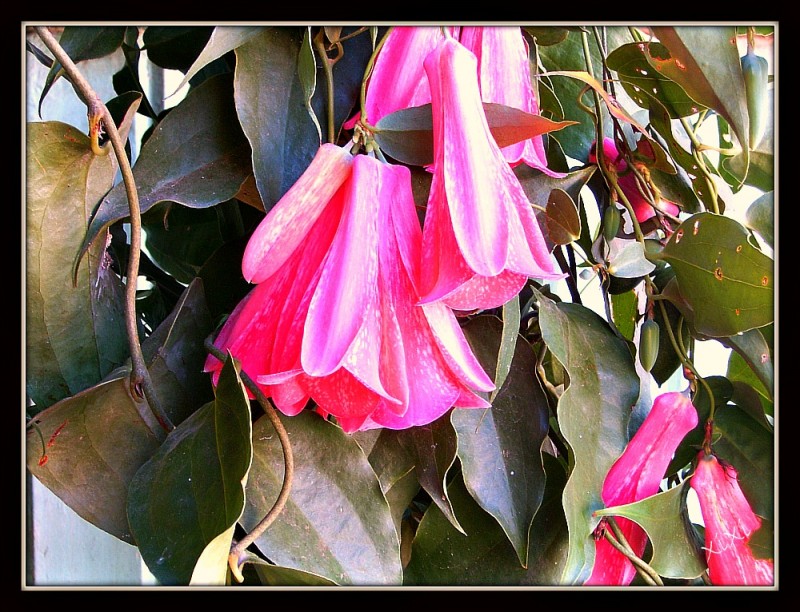 Copihue Flor Naional de Chile