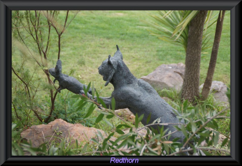 Lince cazando a una liebre