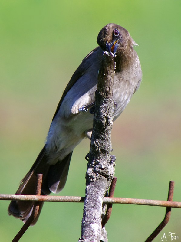 Bulbul4