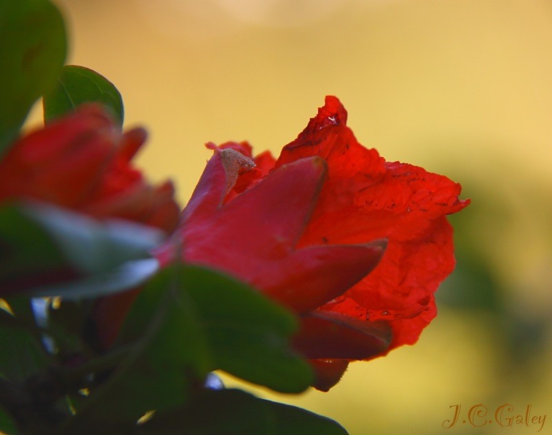 la flor del granado