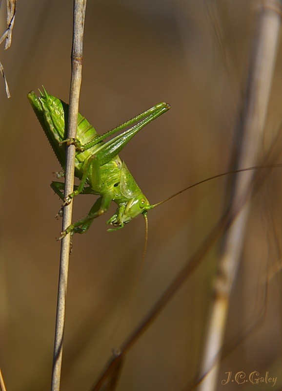 Verde.