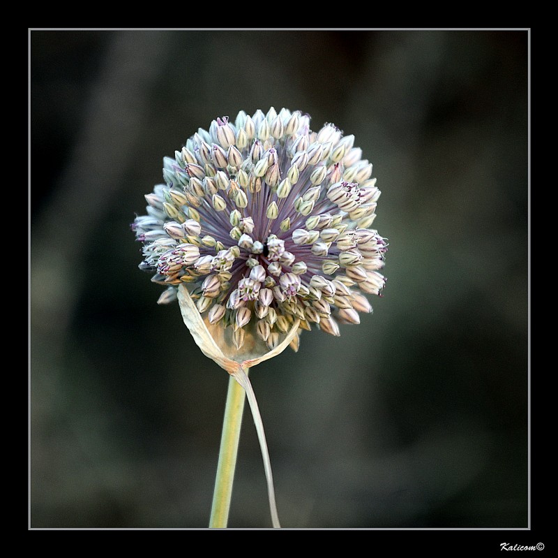 Bellezas pendientes