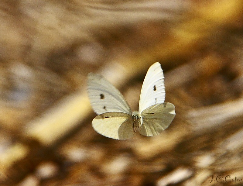 Al vuelo y de frente