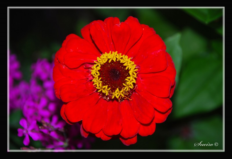 flores de mayo