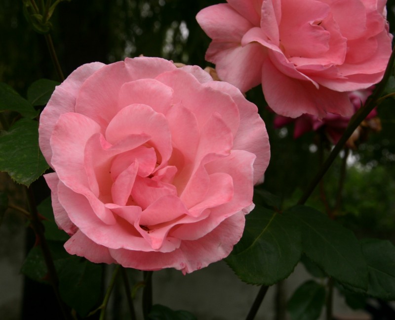 Rosa de mayo