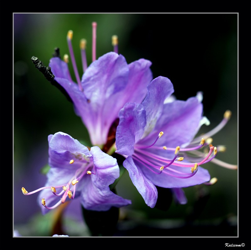 RHODODENDRON AUGUSTINII