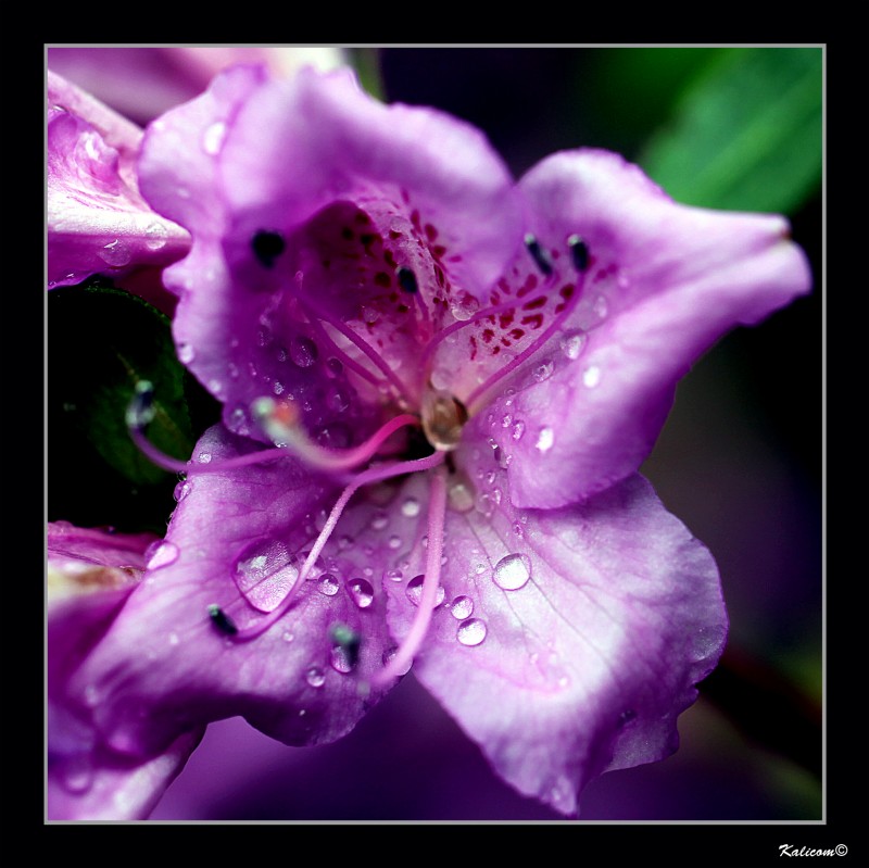 RHODODENDRON YEDOENSE \