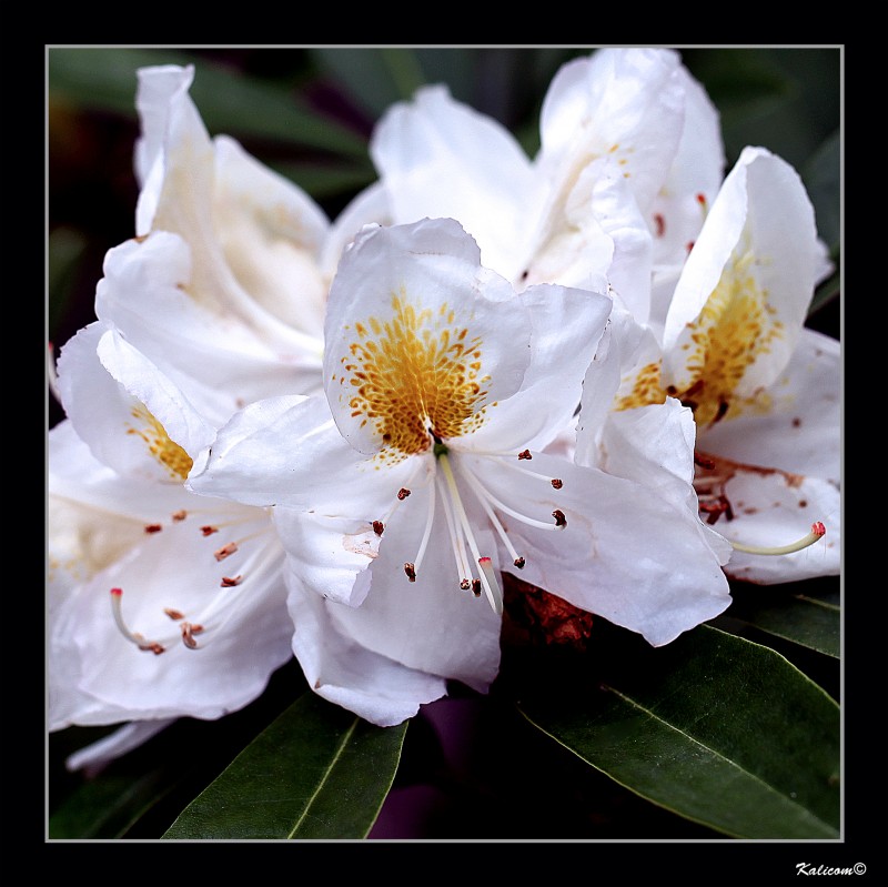 RHODODENDRON \