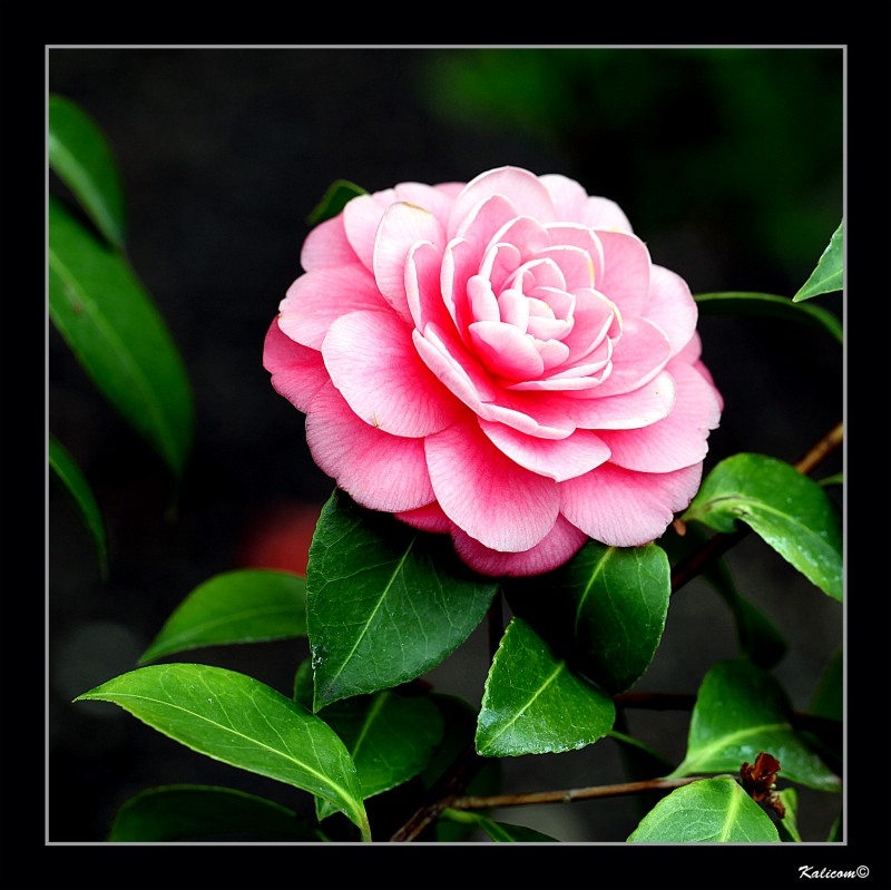 CAMELIA JAPNICA \