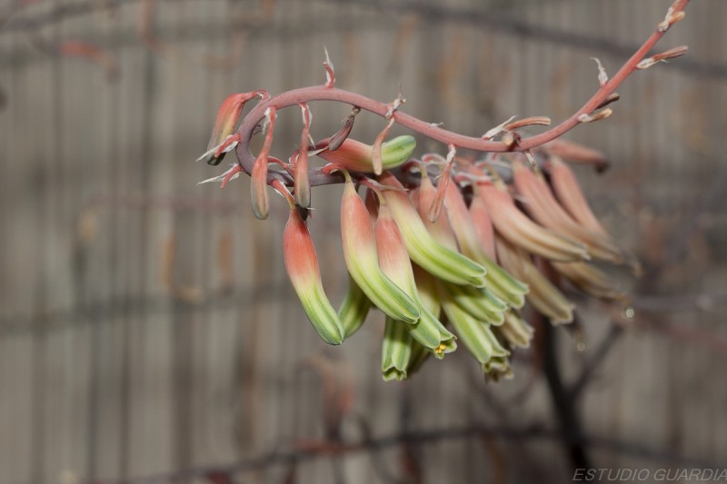 TROMPELILLAS FLOREADAS