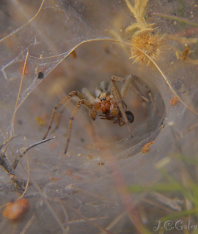 Cazadora