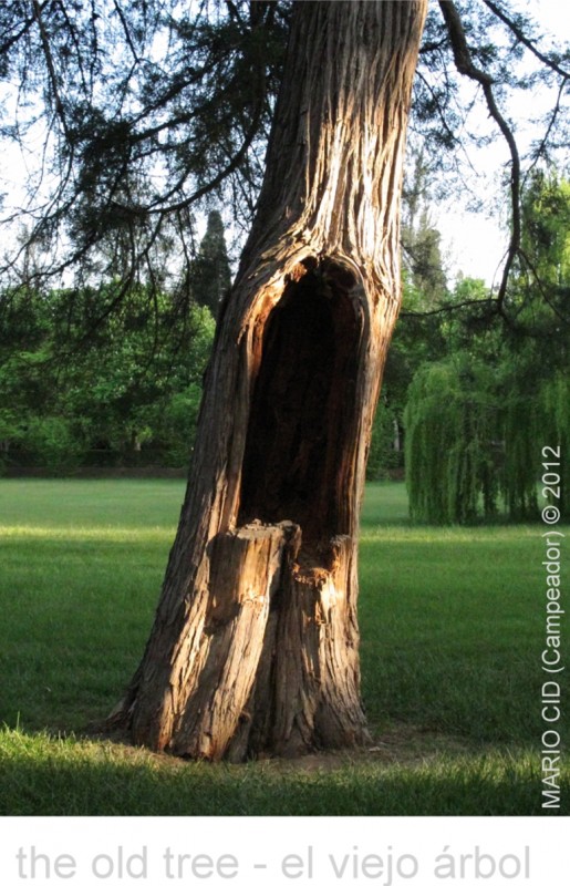 EL VIEJO RBOL - THE OLD TREE. Photography by Mario Cid.