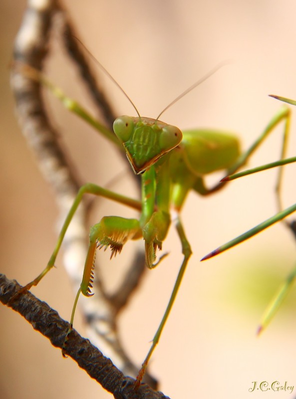 Mantis