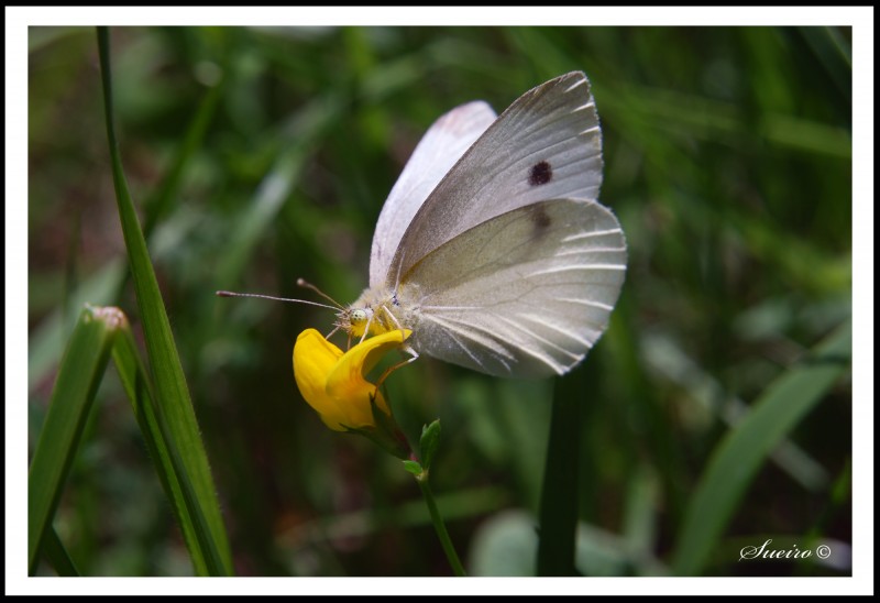 una flor, una mariposa