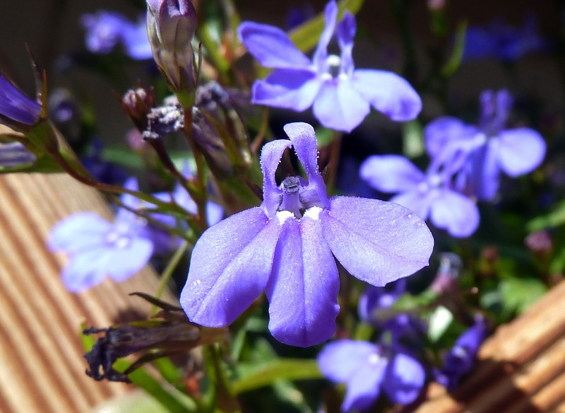 Flor en quijorna 01