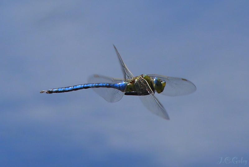 El rey de la charca