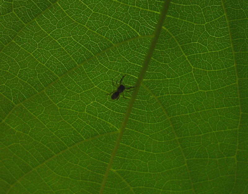 bajo la hoja