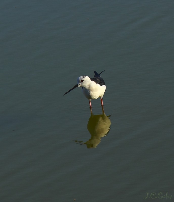 El reflejo