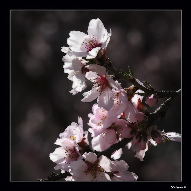 Fleurs aux amandes