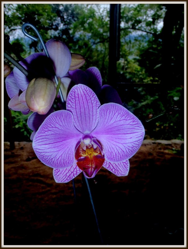 Orquidea  corazn