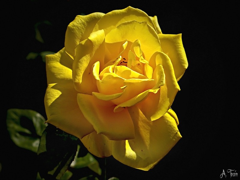 La rosa amarilla